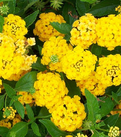 Lantana New Gold